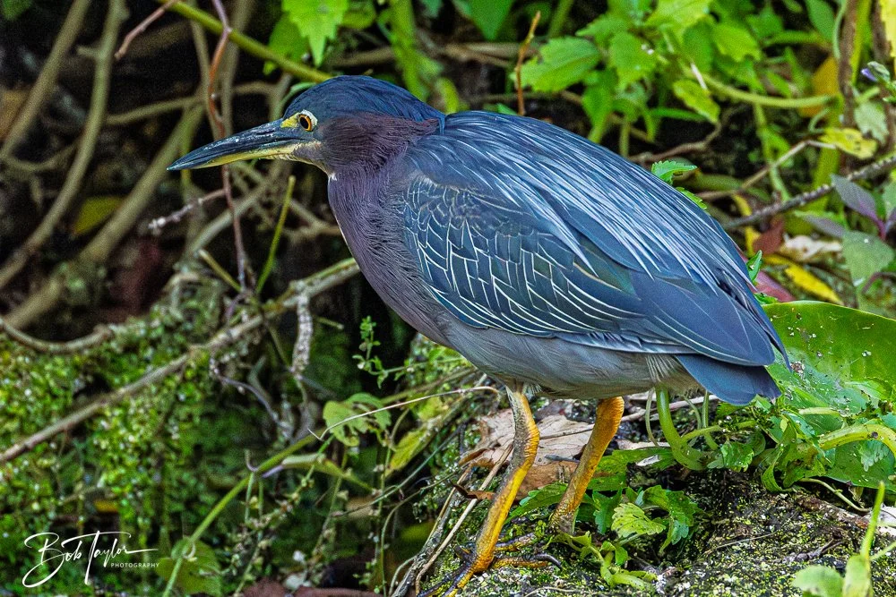 20250914-RV Birds -32.jpg