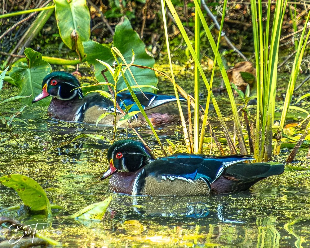 20250913-RV Birds -14.jpg