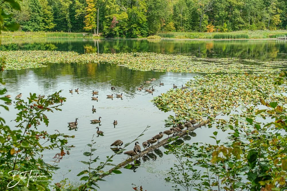 20250913-RV Birds -19.jpg