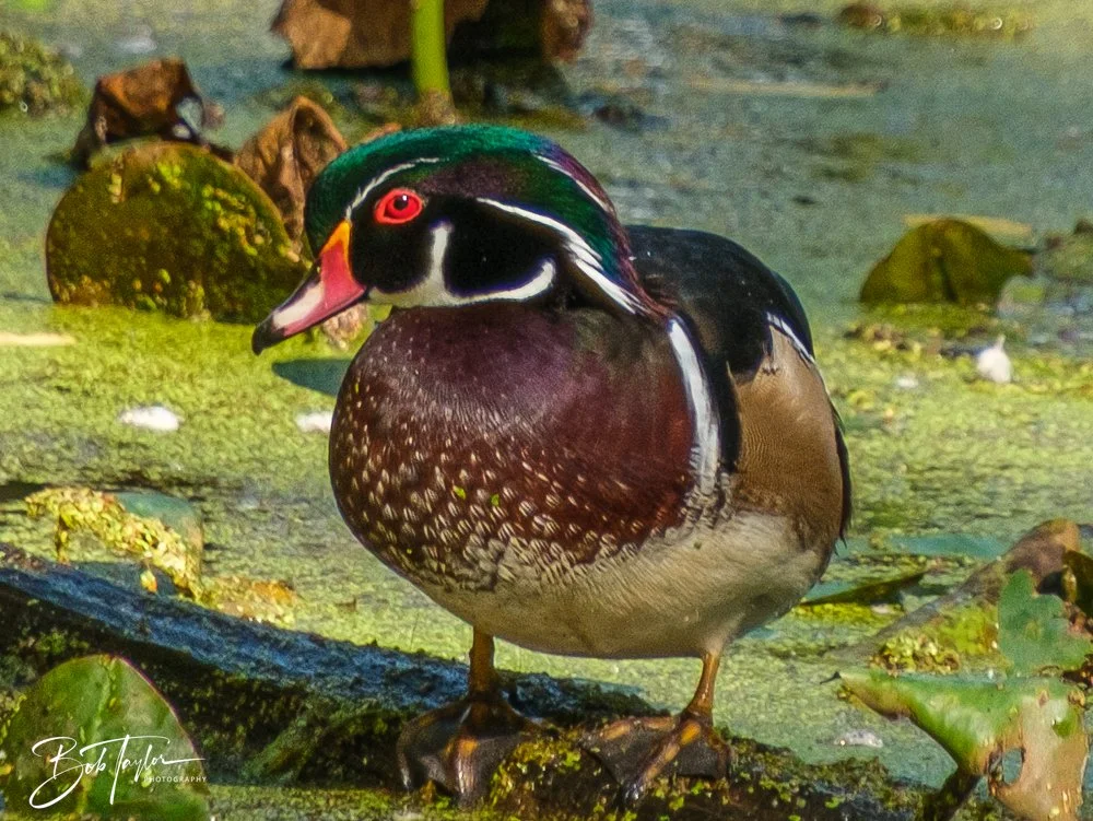 20250913-RV Birds -11.jpg