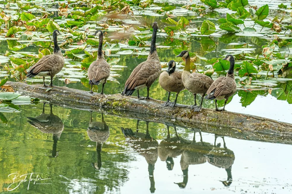 20250913-RV Birds -24.jpg