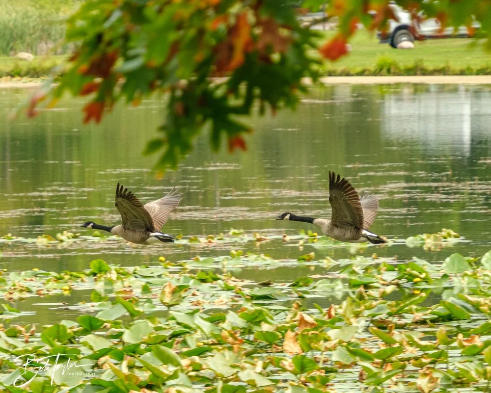 20250913-RV Birds -23.jpg