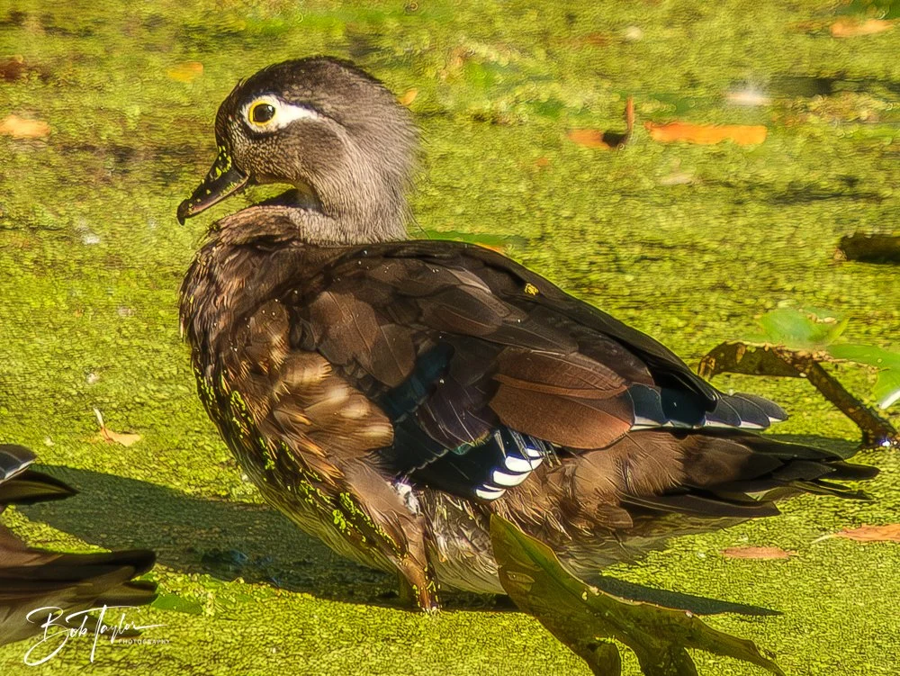 20250913-RV Birds -9.jpg