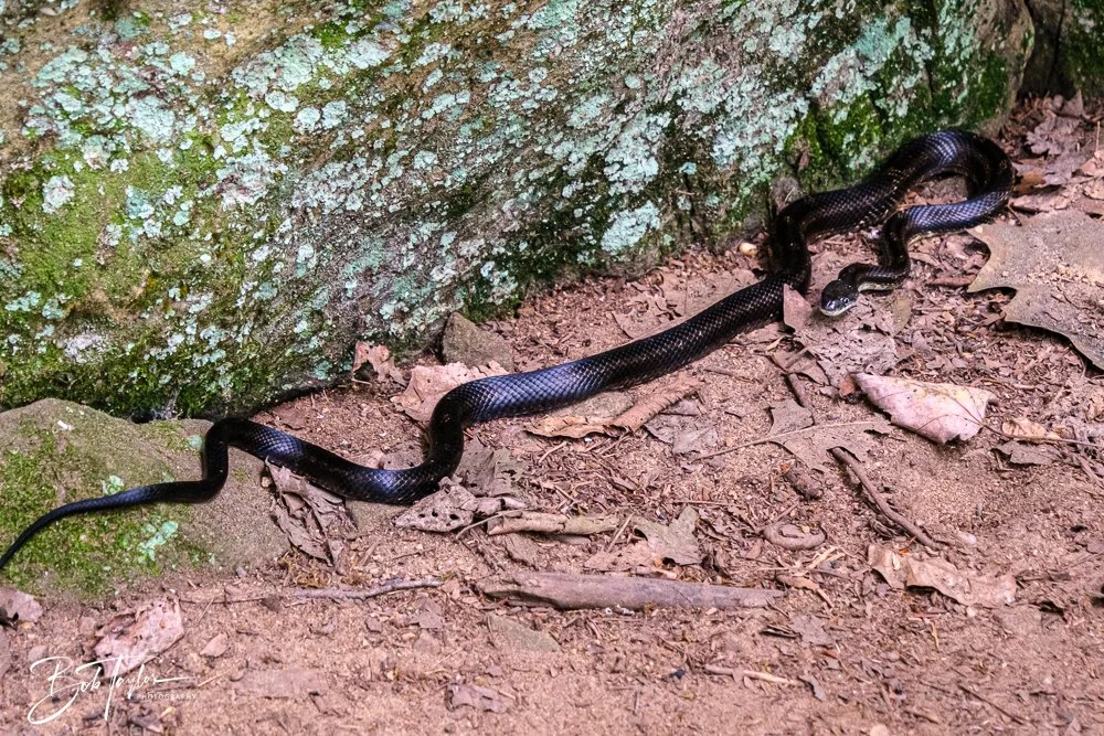 20250913-Ledges -20.jpg