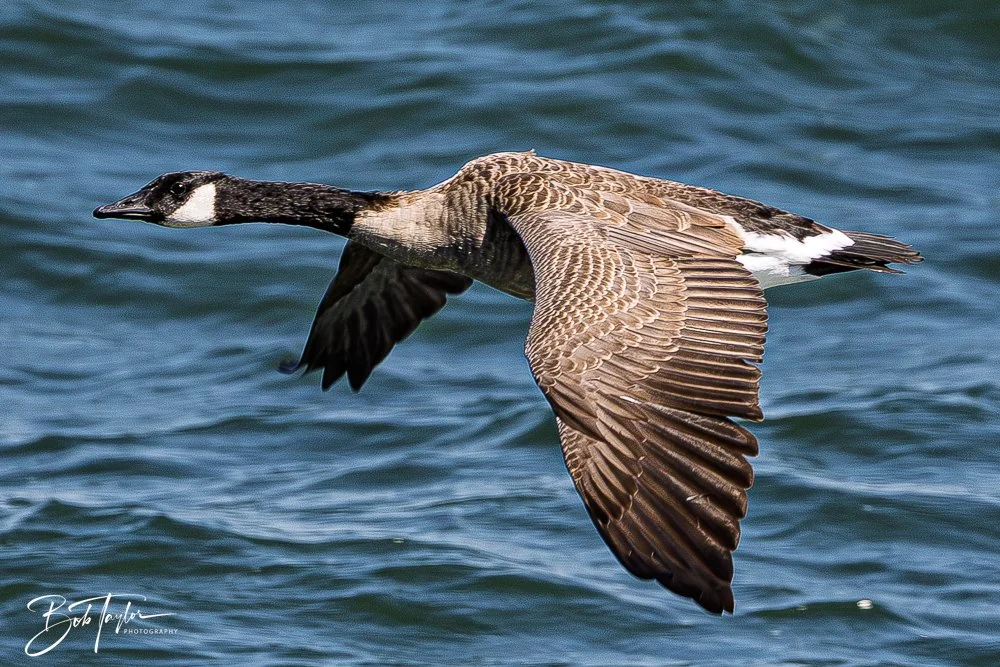 20250914-RV Birds -26.jpg