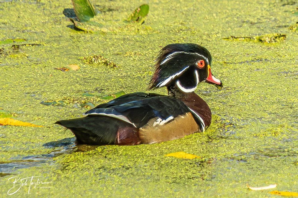 20250913-RV Birds -17.jpg