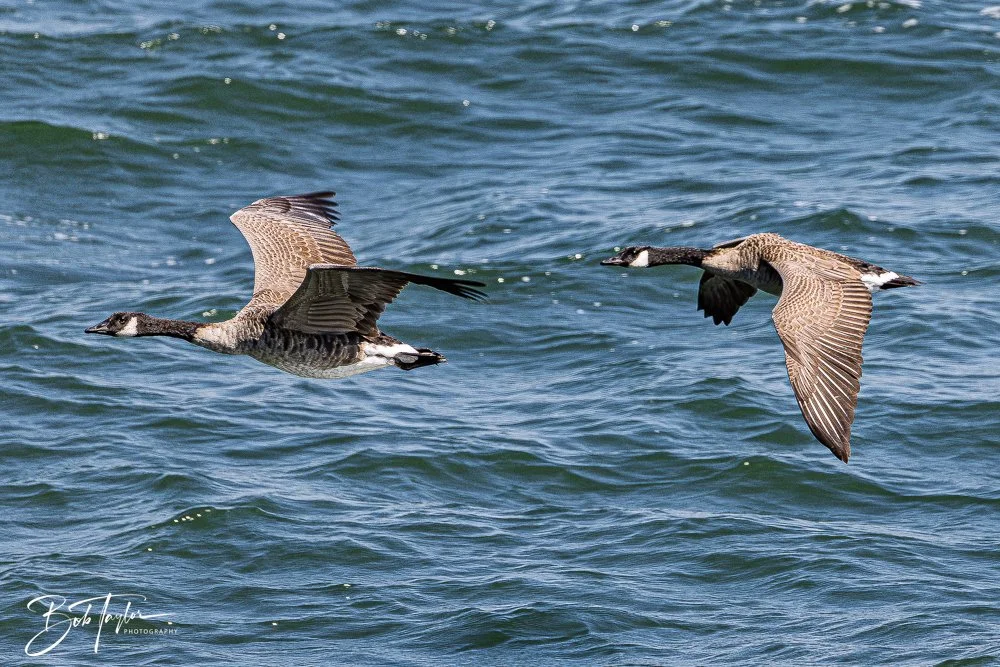 20250914-RV Birds -25.jpg