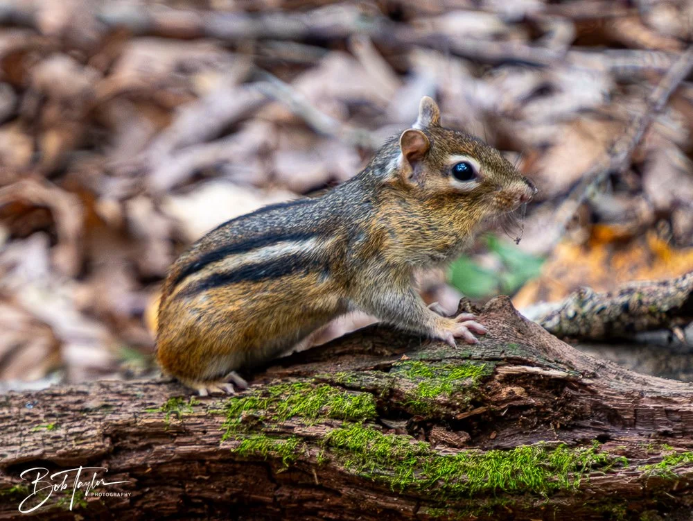 20250913-Ledges -29.jpg