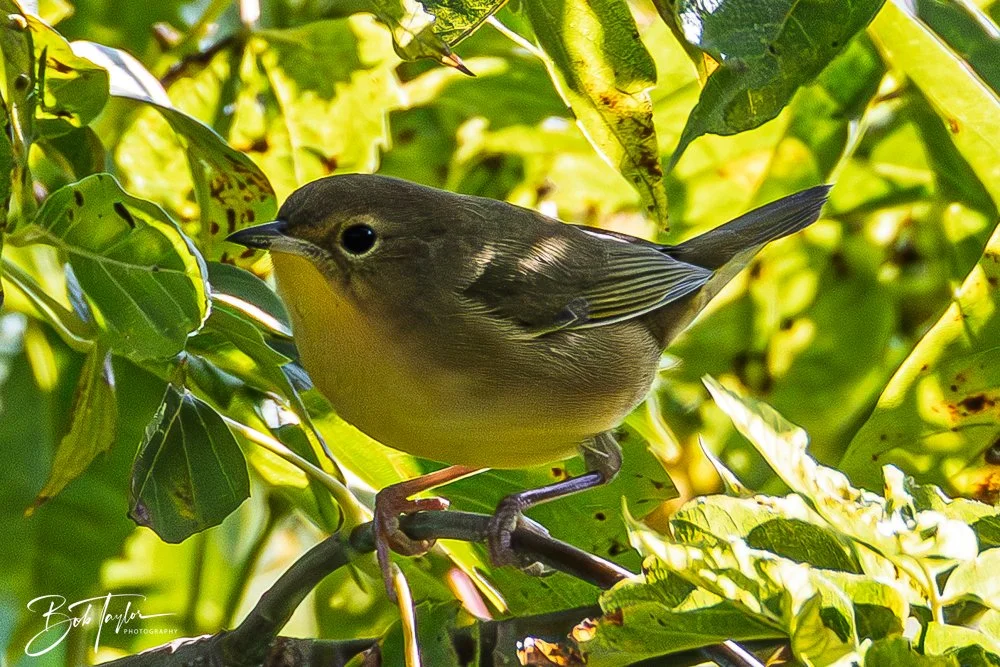 20250909-RV Birds -5.jpg