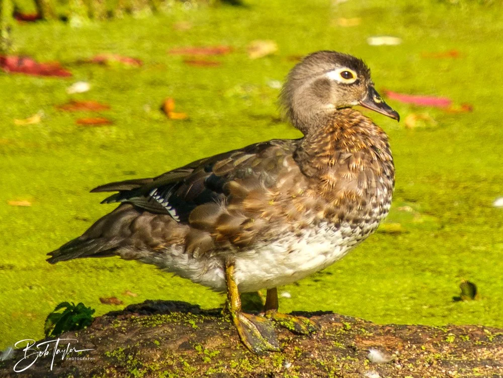 20250913-RV Birds -10.jpg