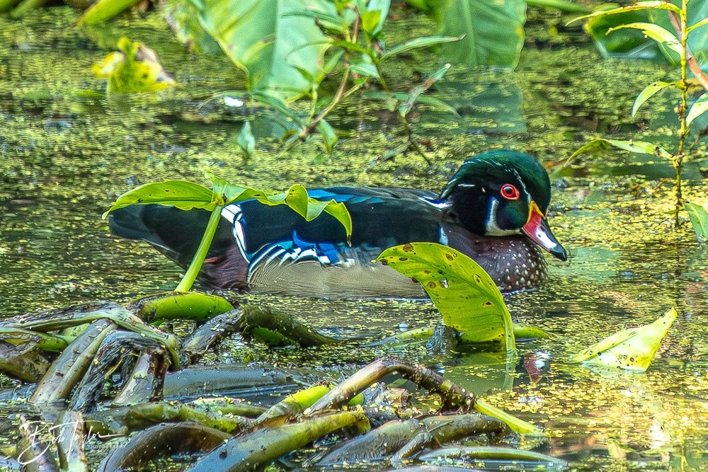 20250913-RV Birds -12.jpg