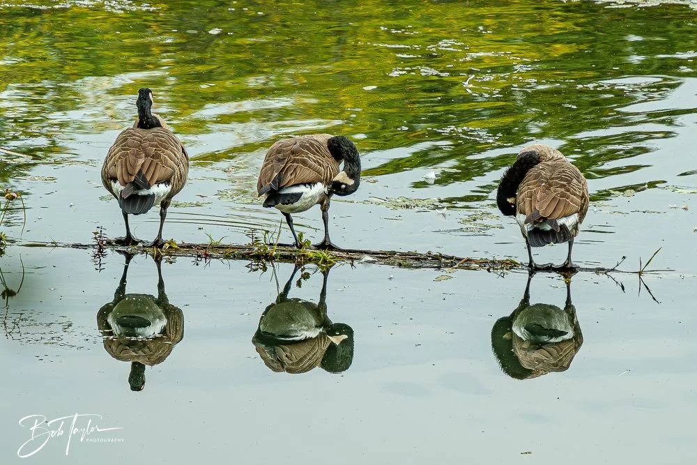 20250913-RV Birds -21.jpg