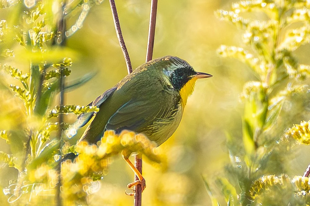 20250909-RV Birds -1.jpg