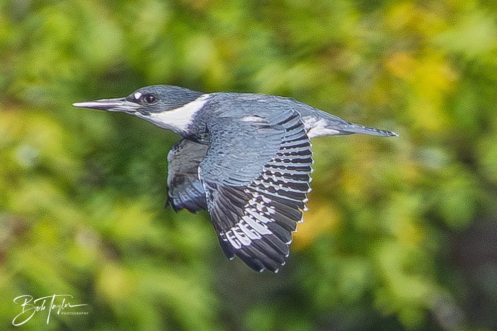 20250909-RV Birds -4.jpg