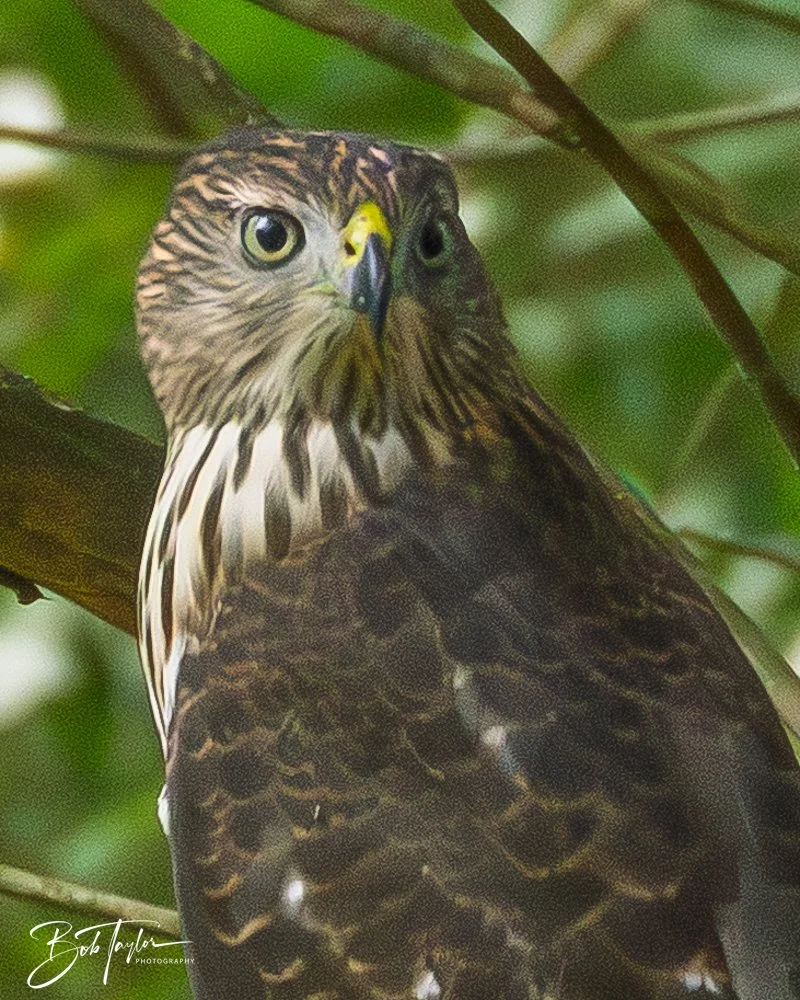 20250909-RV Birds -6.jpg