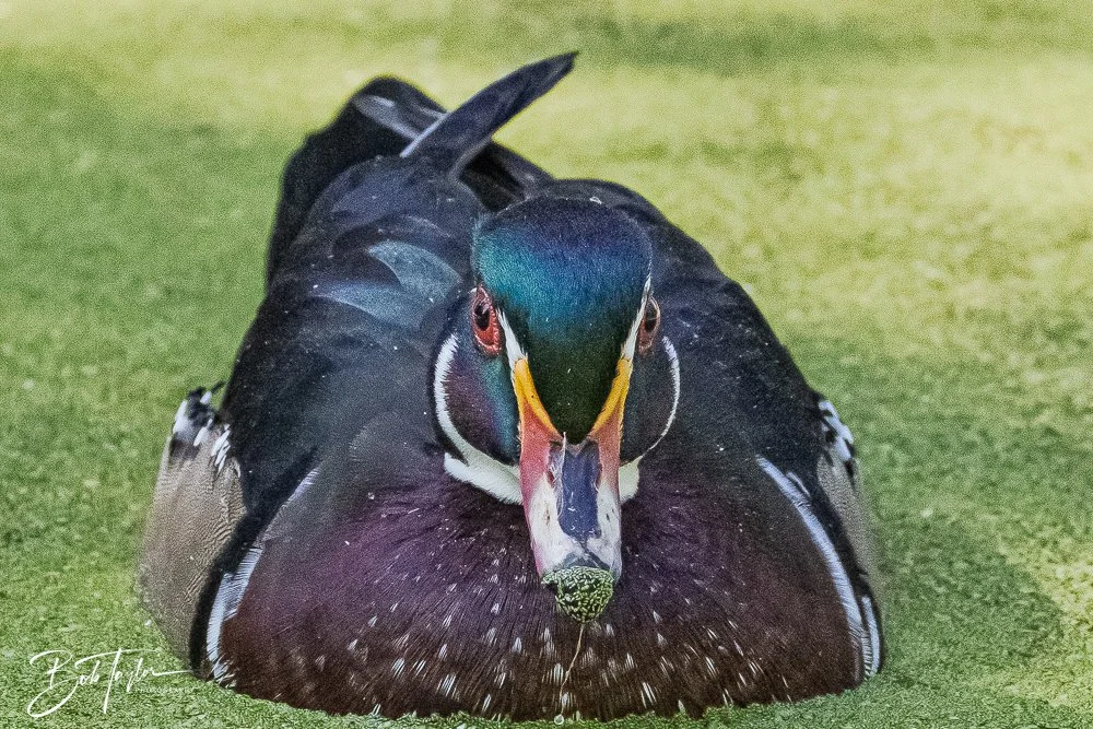 20250914-RV Birds -30.jpg