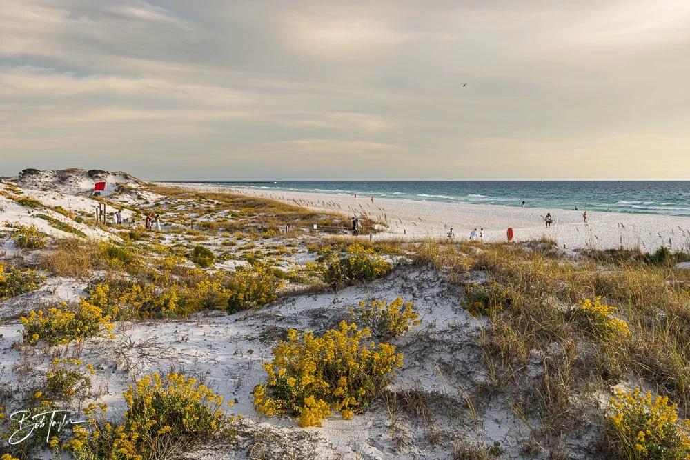 SASP - November 2025