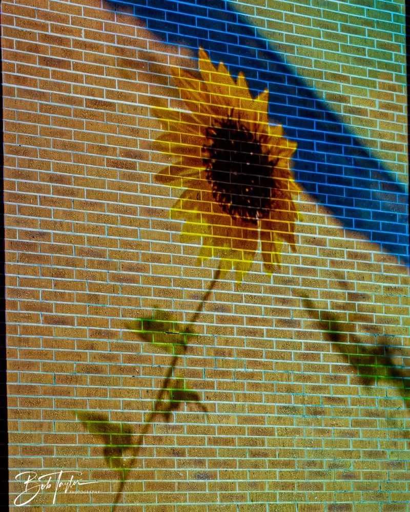 20251107-Eye Sore -70.jpg