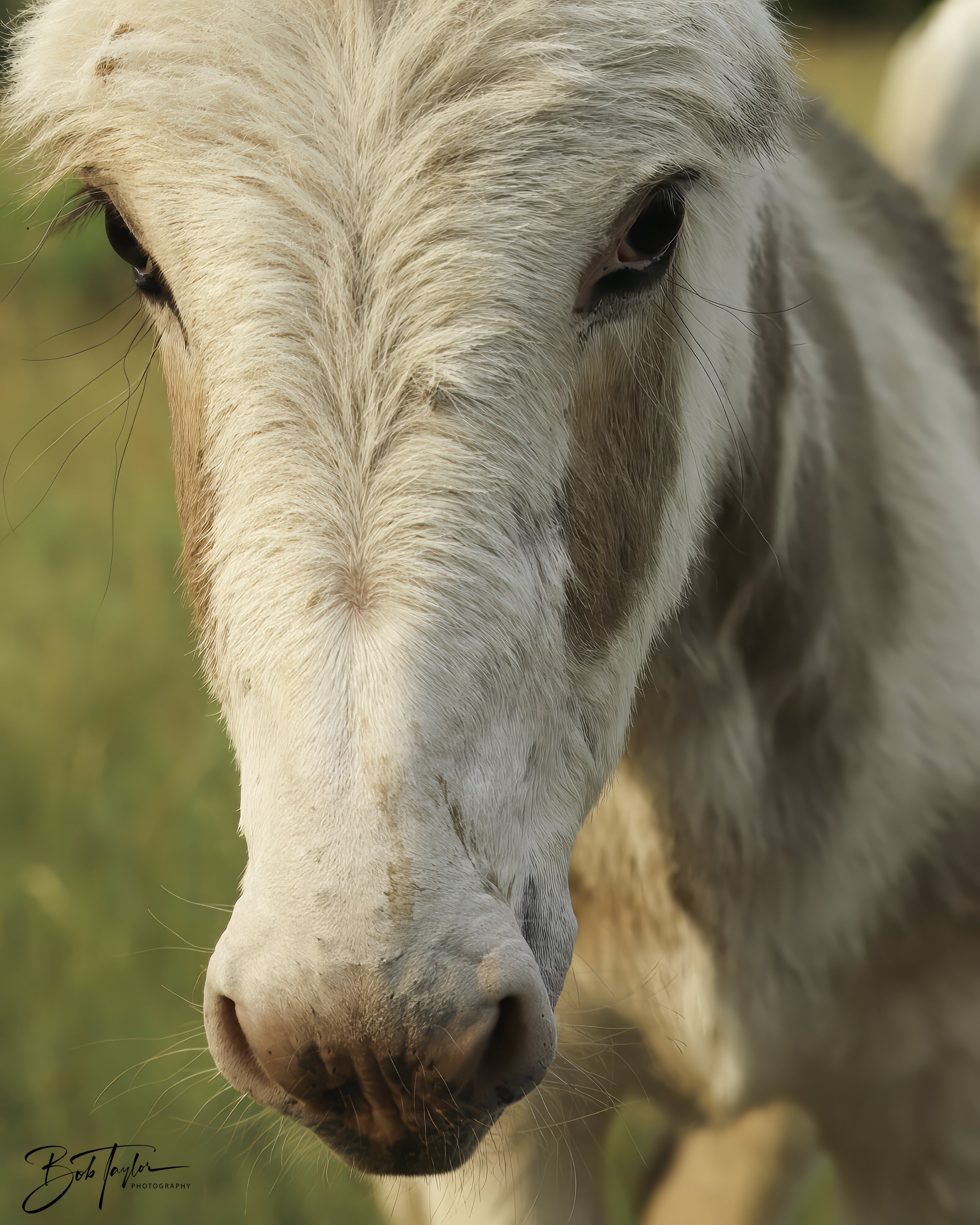 Donkeys 4x5 Web--26.jpg