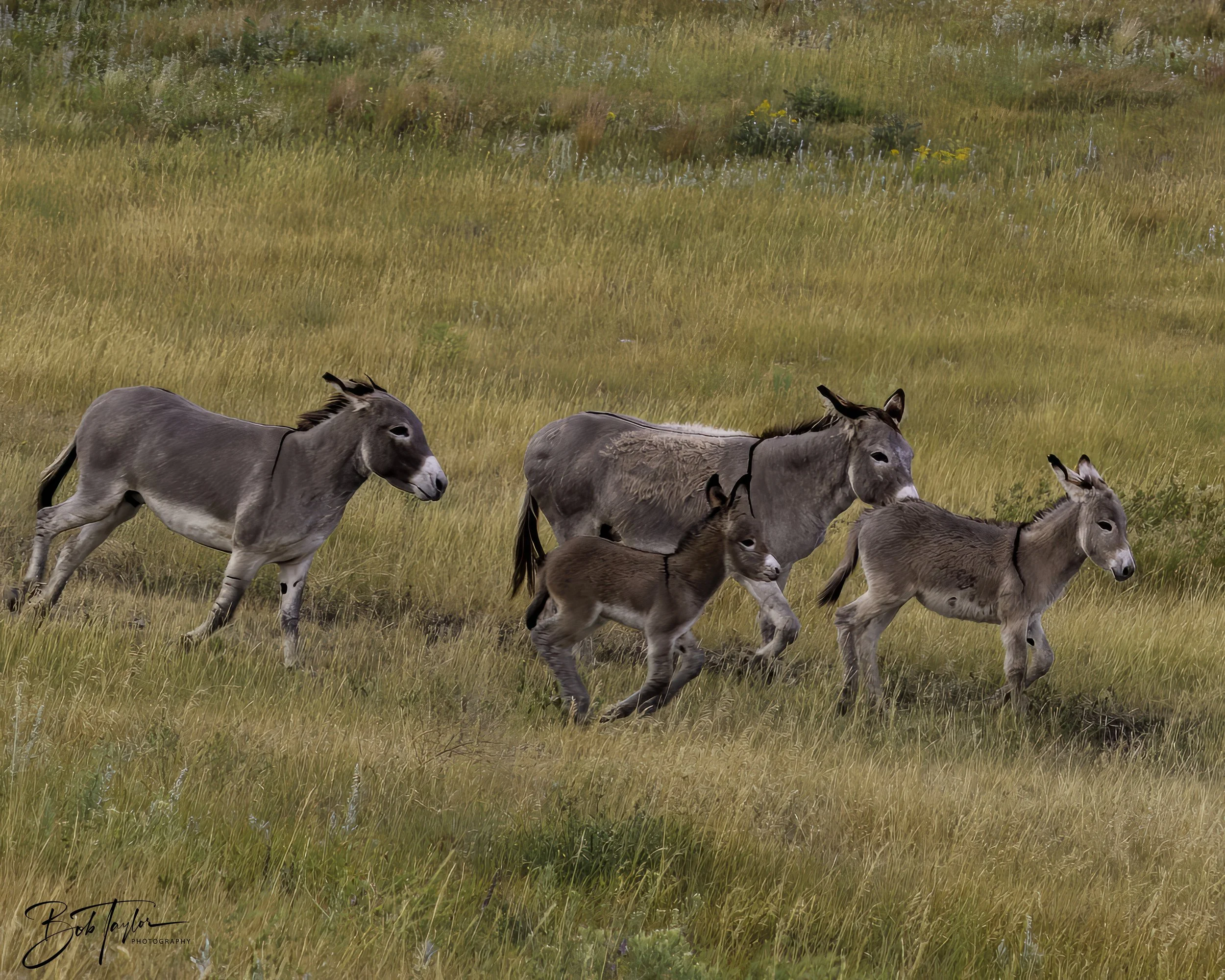 Donkeys 4x5 Web--34.jpg