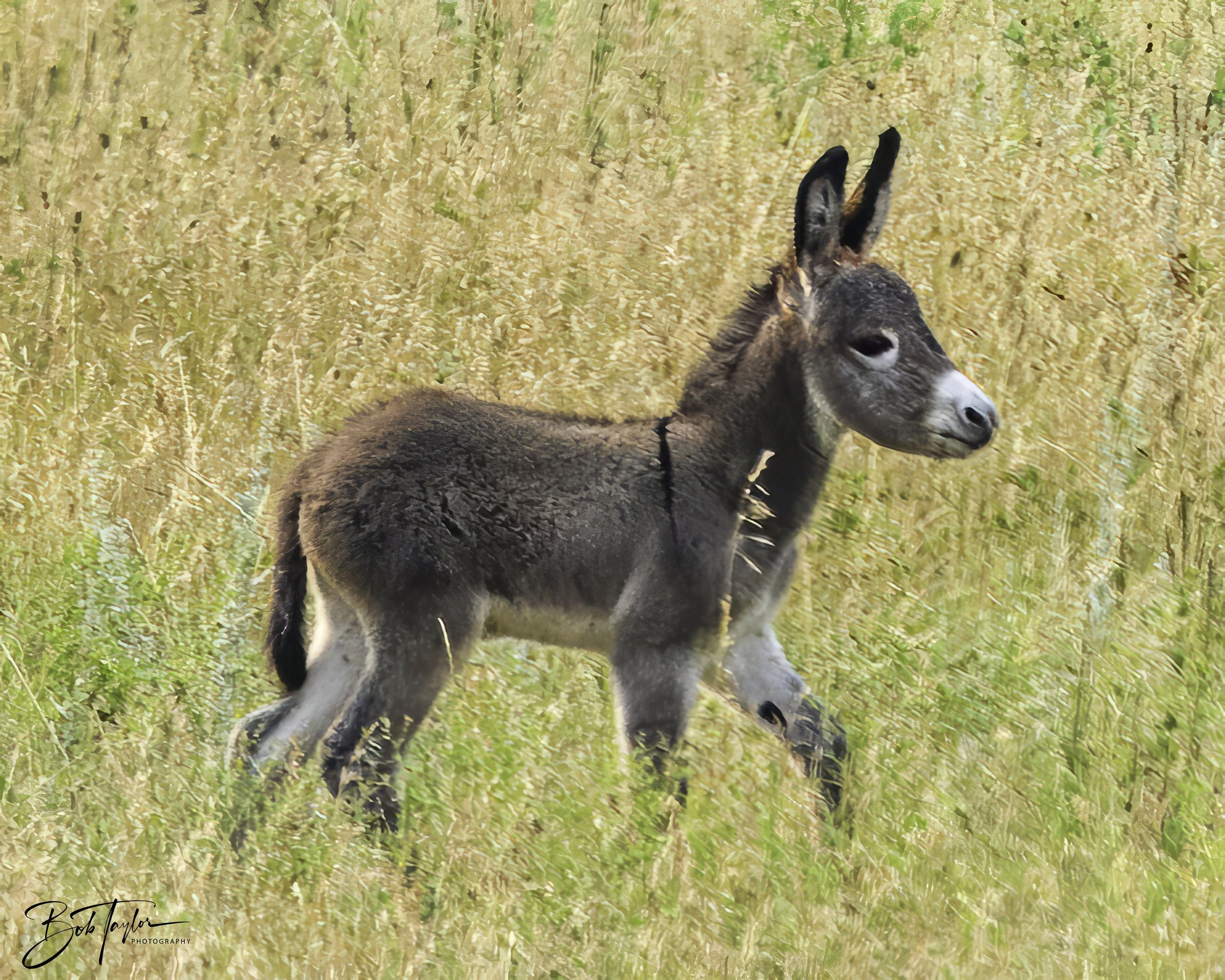 Donkeys 4x5 Web--20.jpg