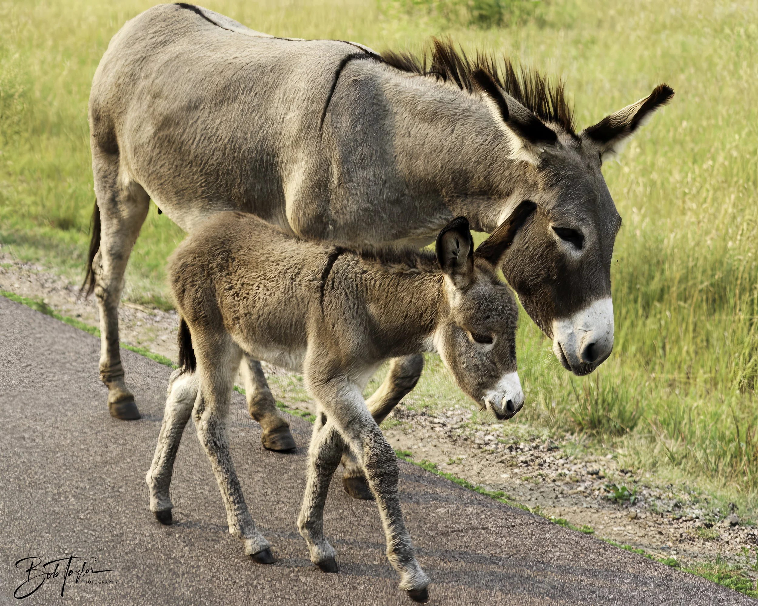 Donkeys 4x5 Web--23.jpg