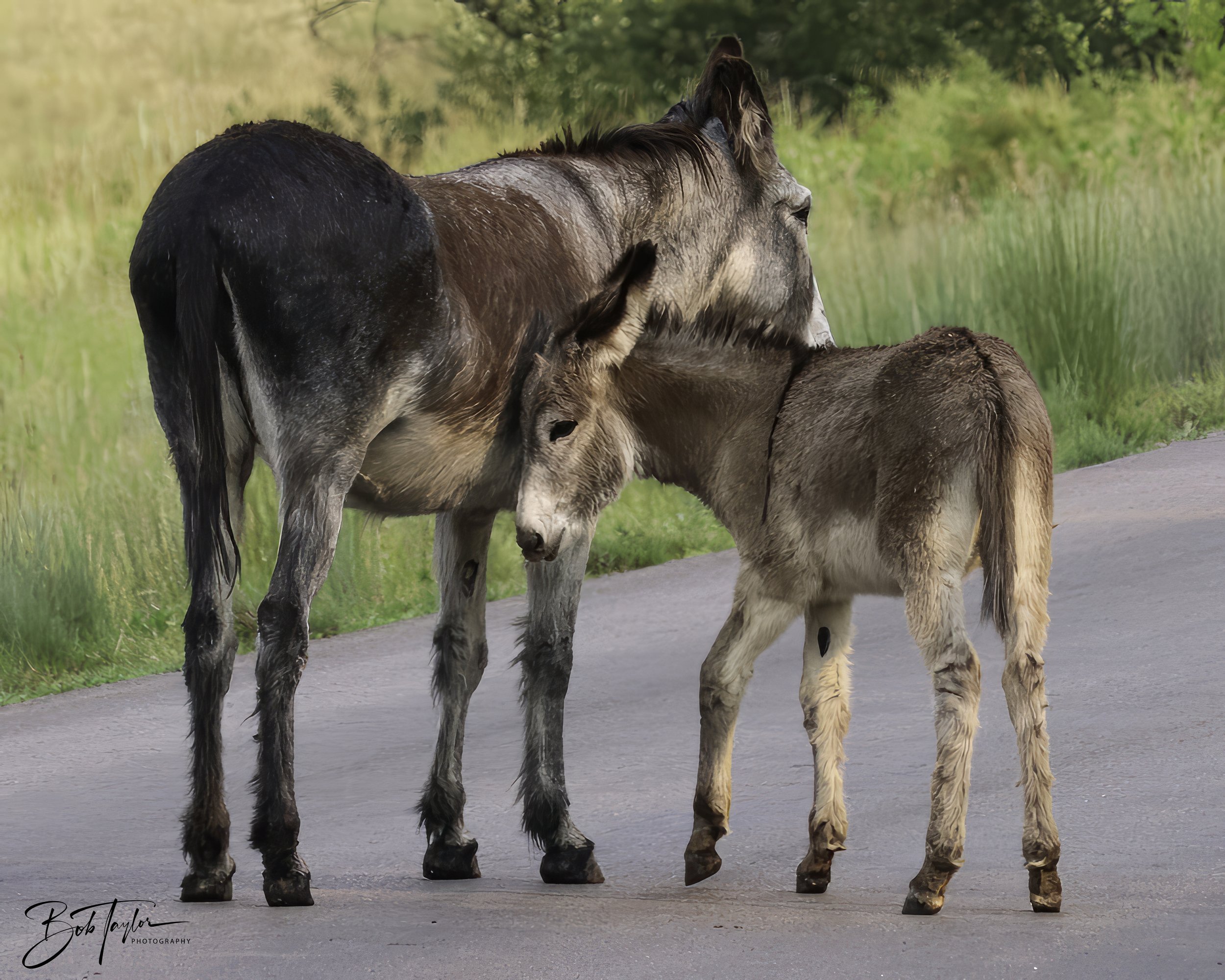 Donkeys 4x5 Web--31.jpg