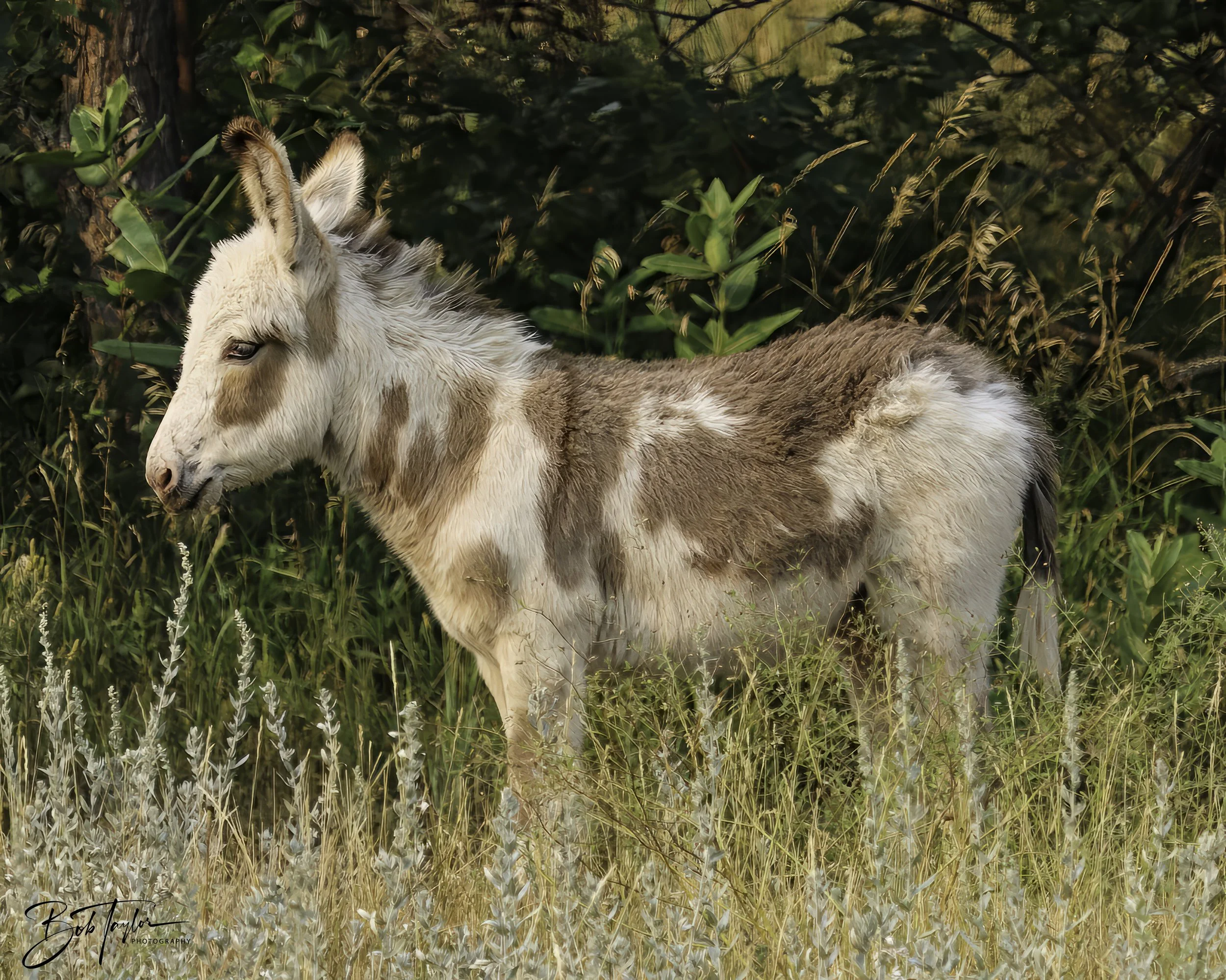 Donkeys 4x5 Web--22.jpg