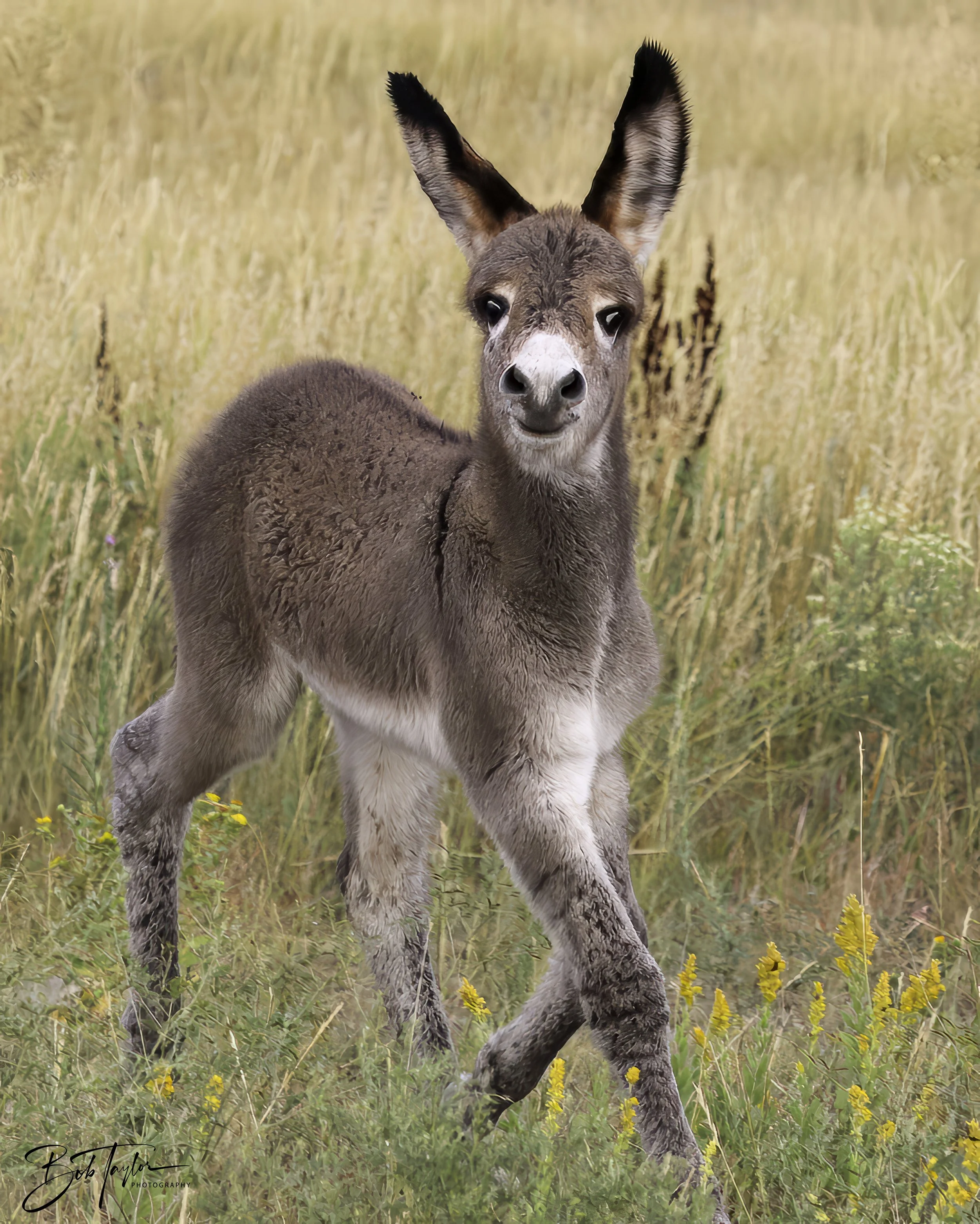 Donkeys 4x5 Web--36.jpg