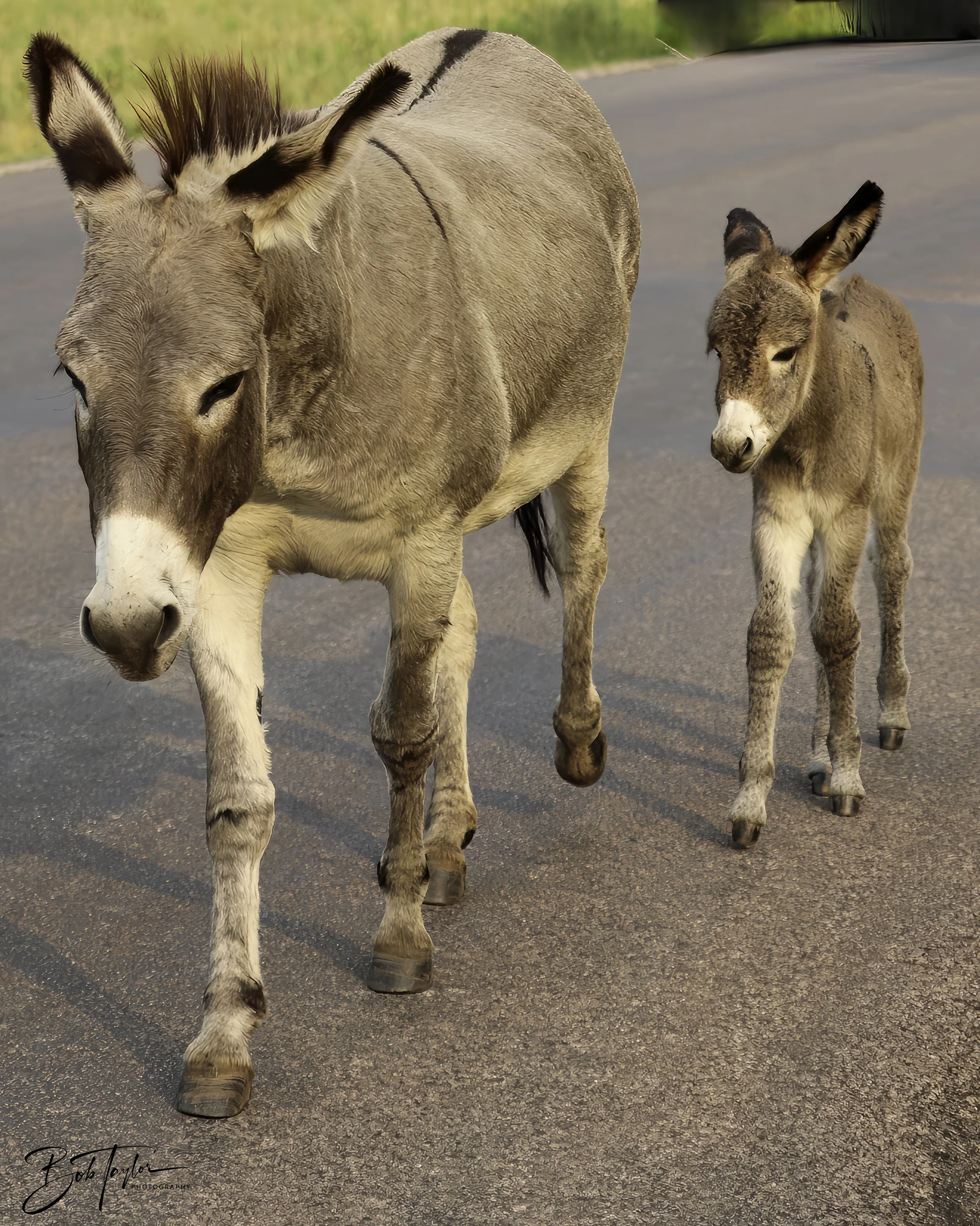 Donkeys 4x5 Web--30.jpg