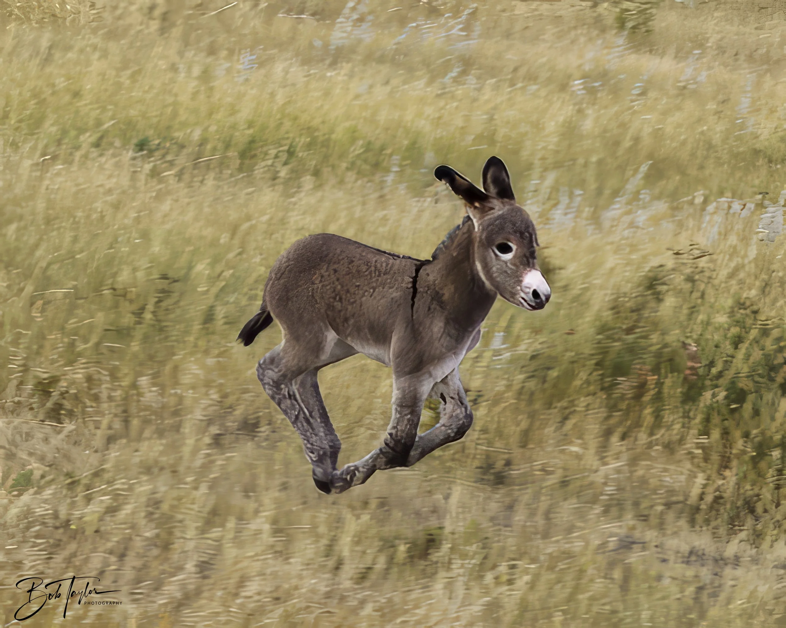 Donkeys 4x5 Web--35.jpg