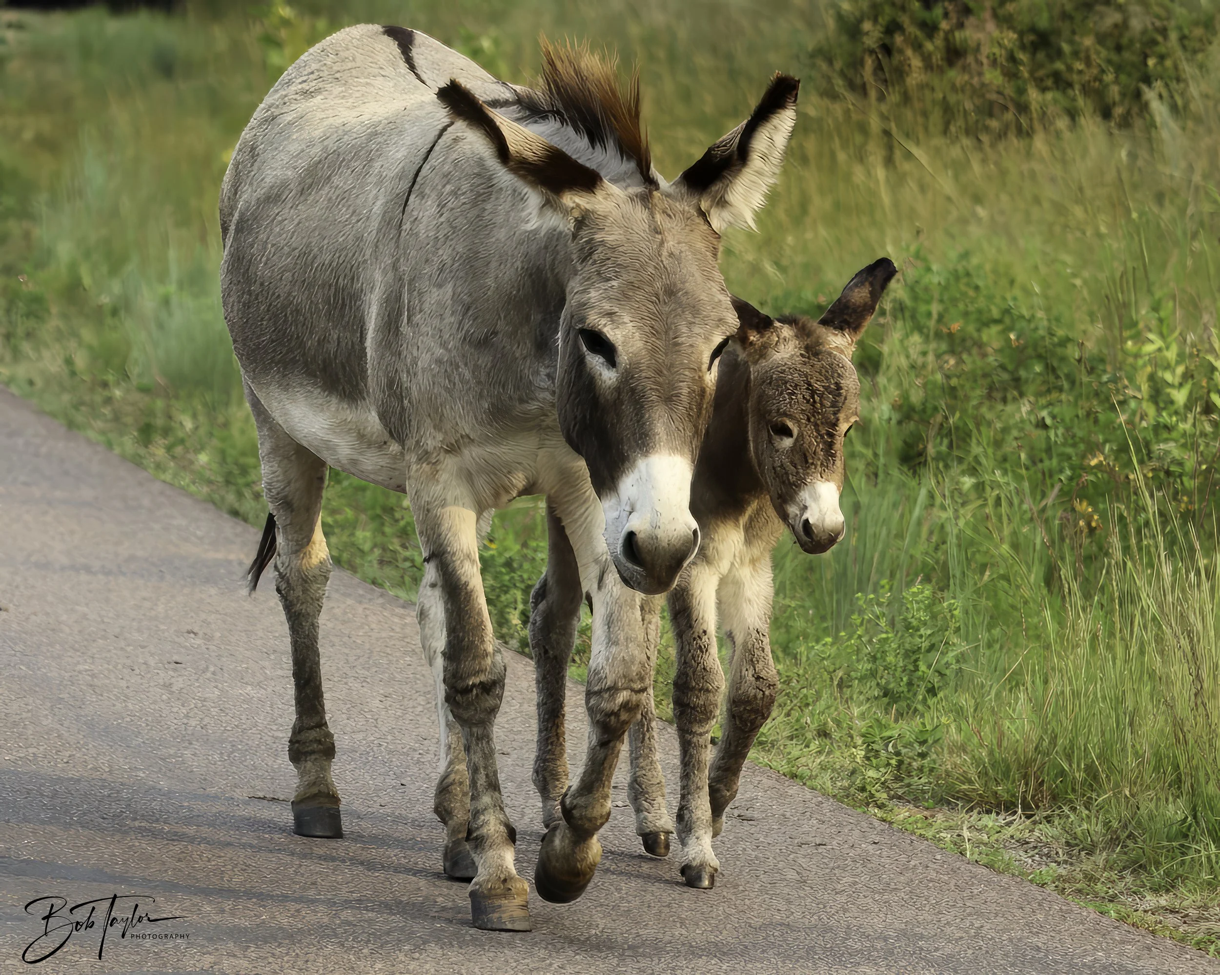 Donkeys 4x5 Web--29.jpg