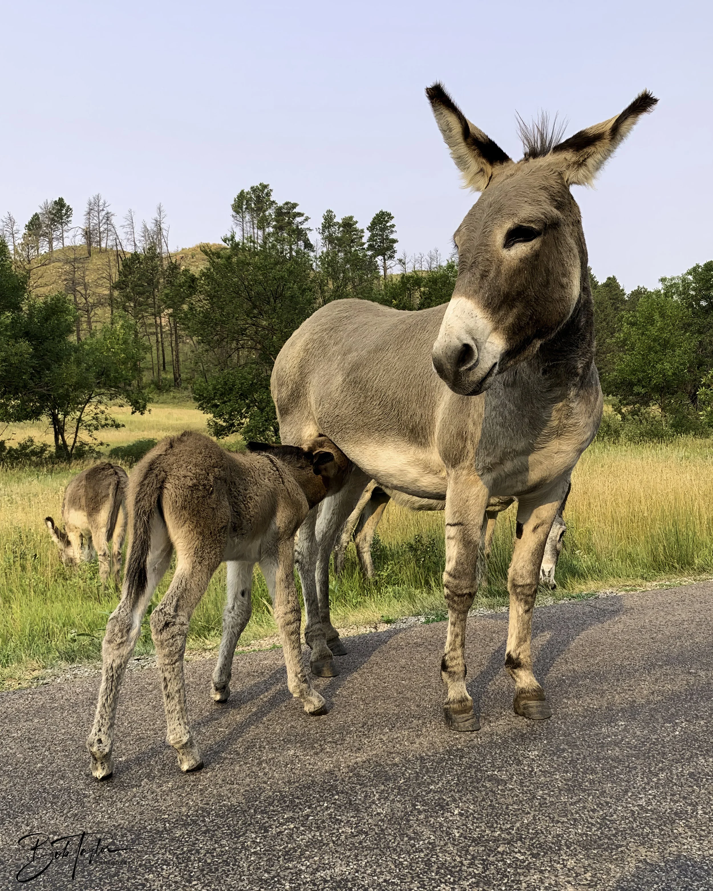 Donkeys 4x5 Web--32.jpg