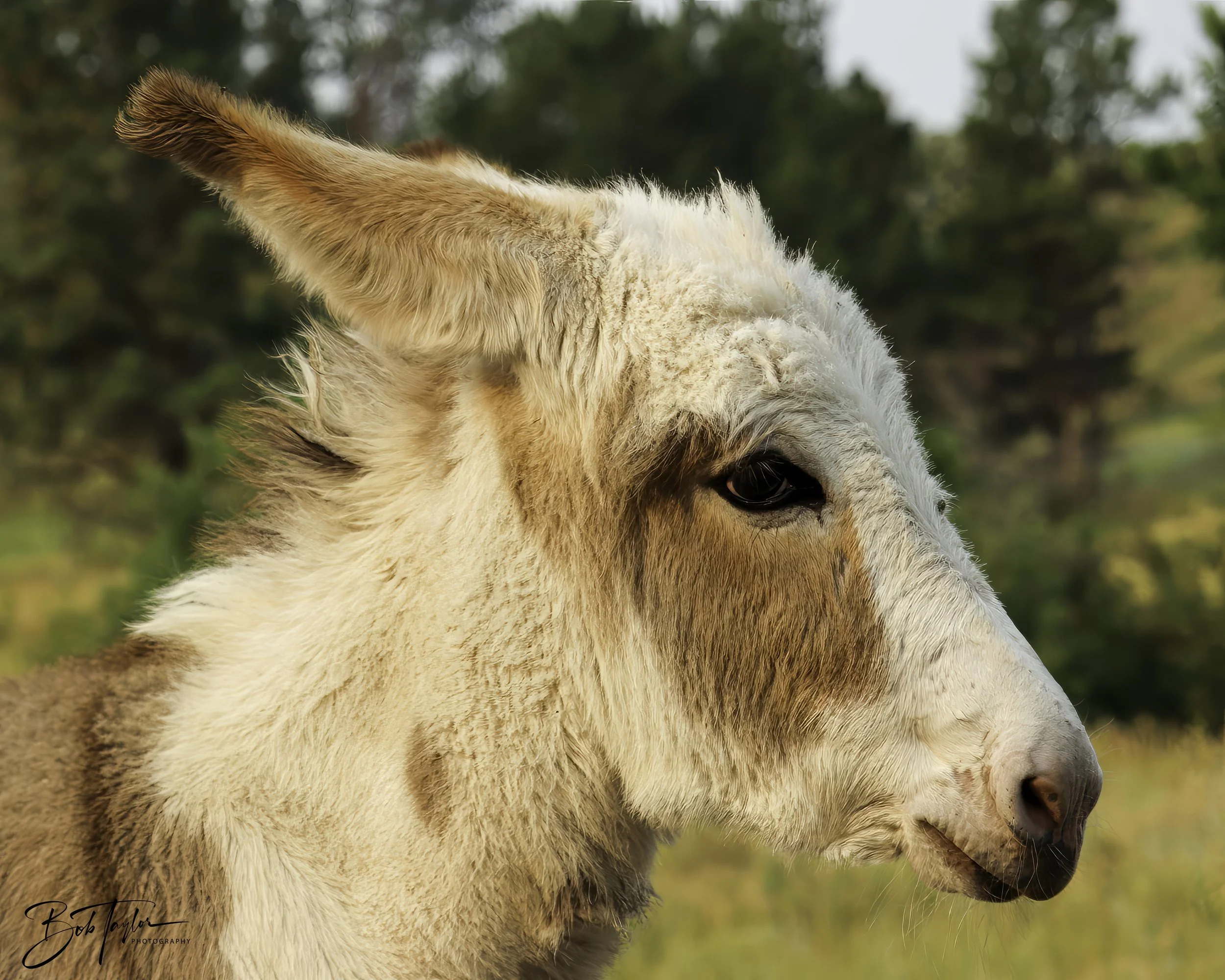 Donkeys 4x5 Web--27.jpg