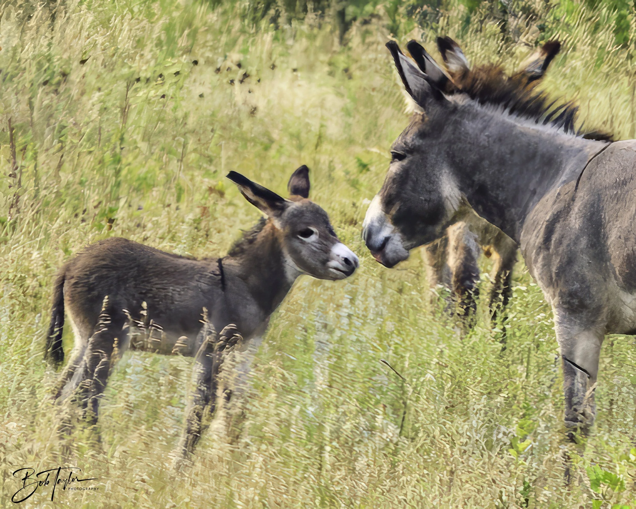 Donkeys 4x5 Web--21.jpg