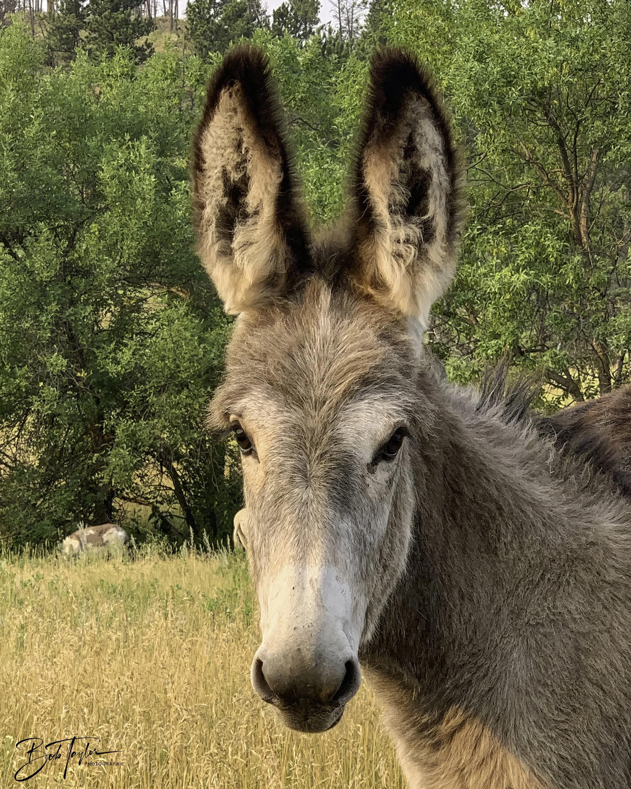 Donkeys 4x5 Web--33.jpg