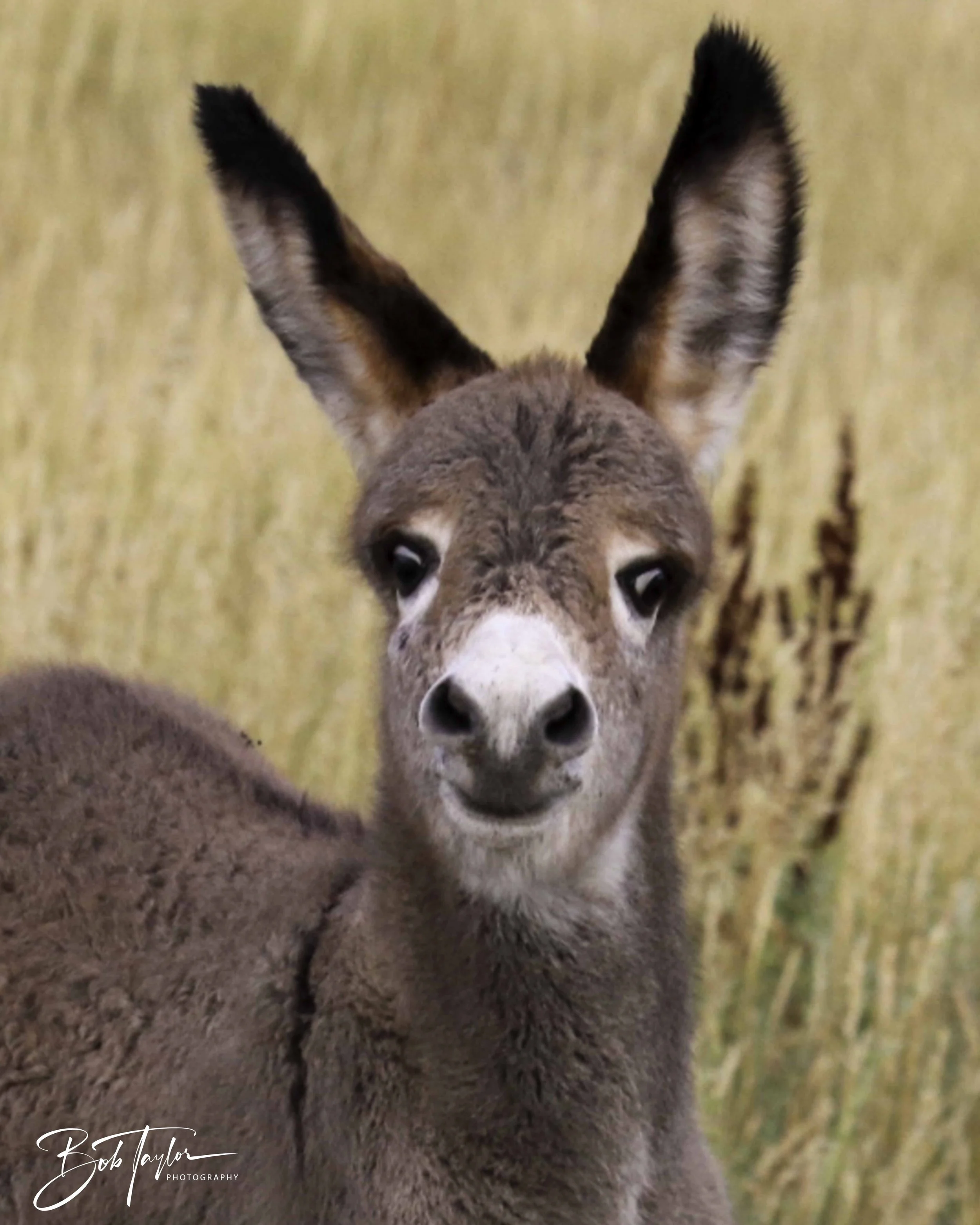 Donkeys 5x4 Print-32.jpg