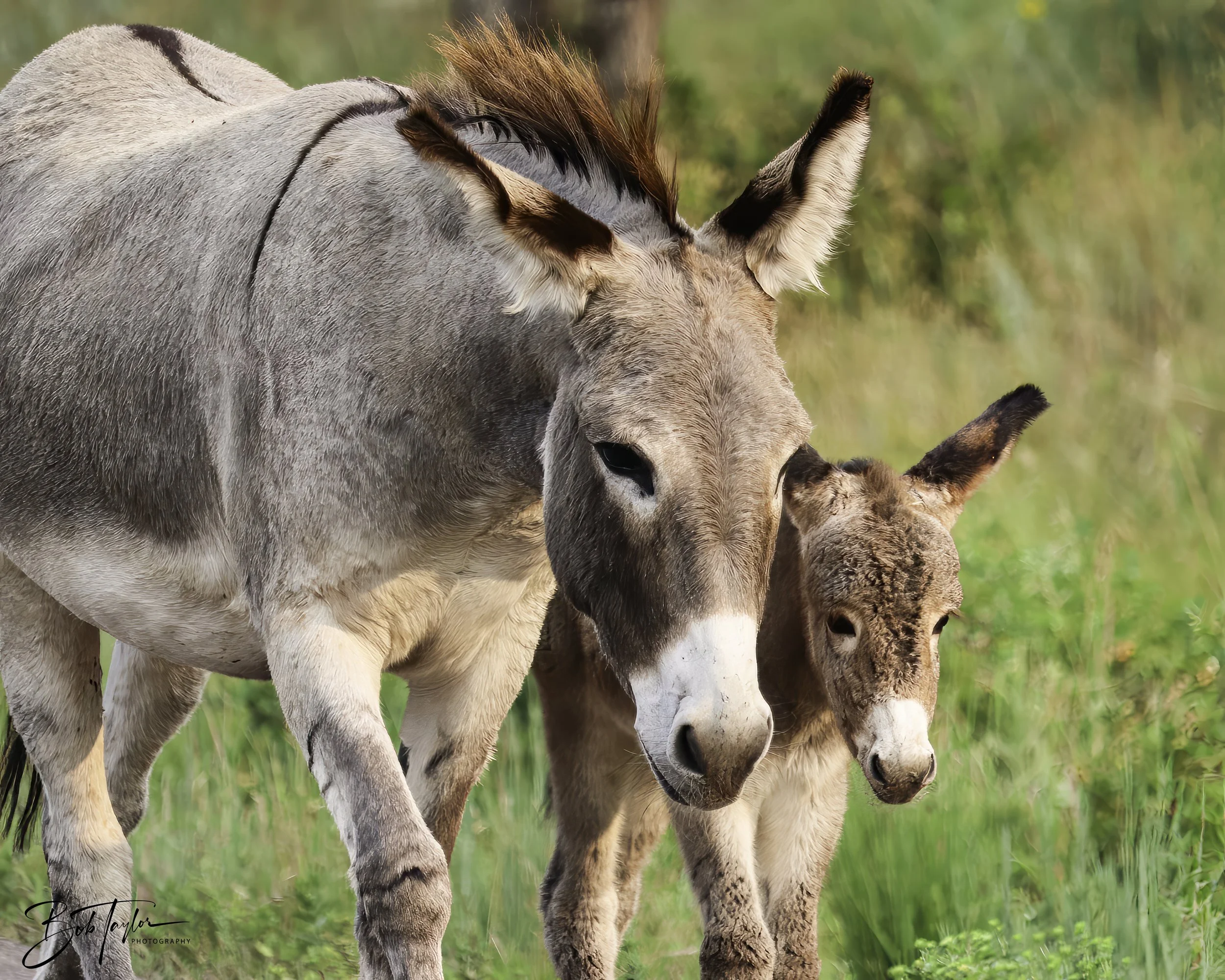 Donkeys 4x5 Web--28.jpg