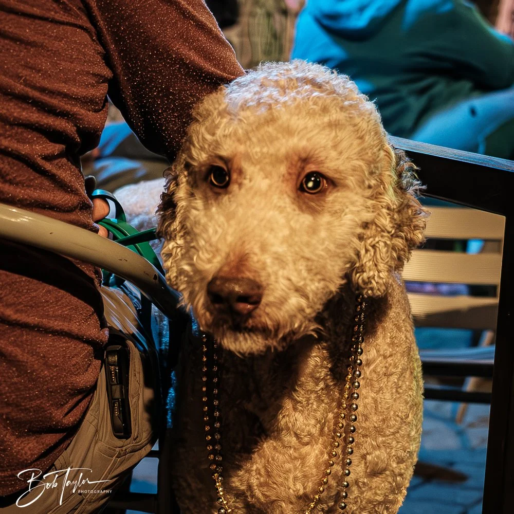 20250225-20250225-Scratch 2020 -20.jpg