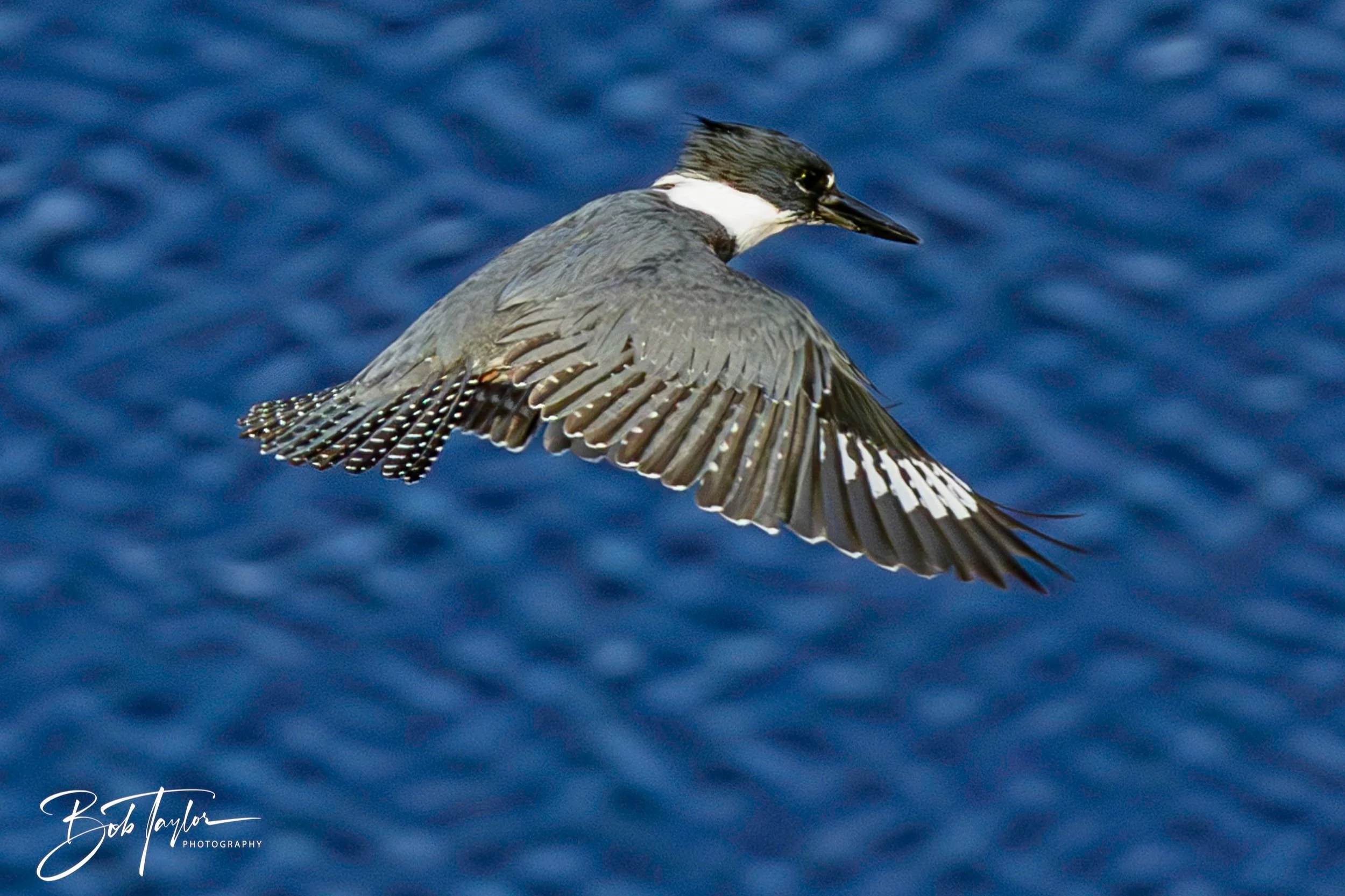 A photo of a belted kingfisher in hovering in flight.