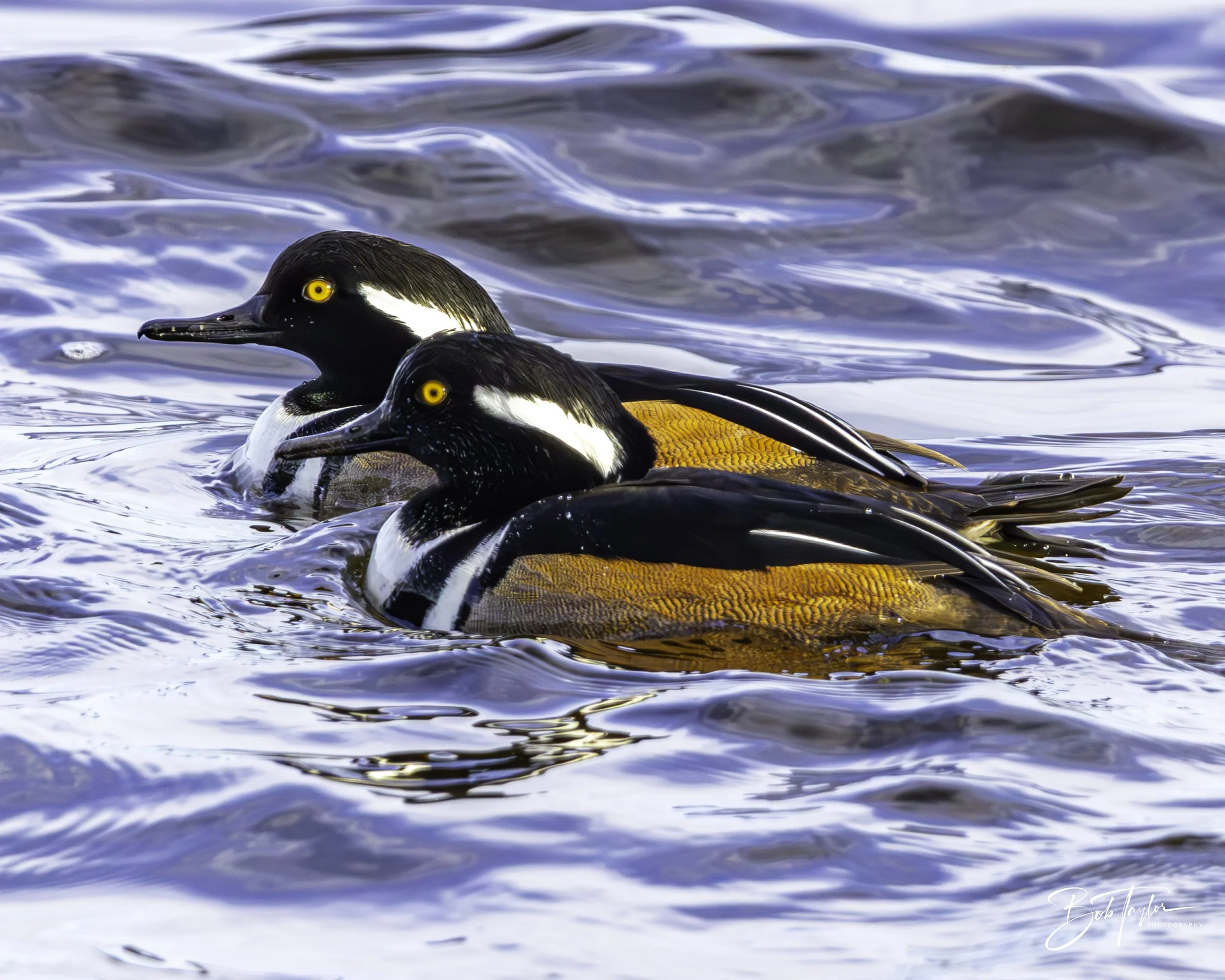 Hooded Mergansers (males) at St Andrews State Park