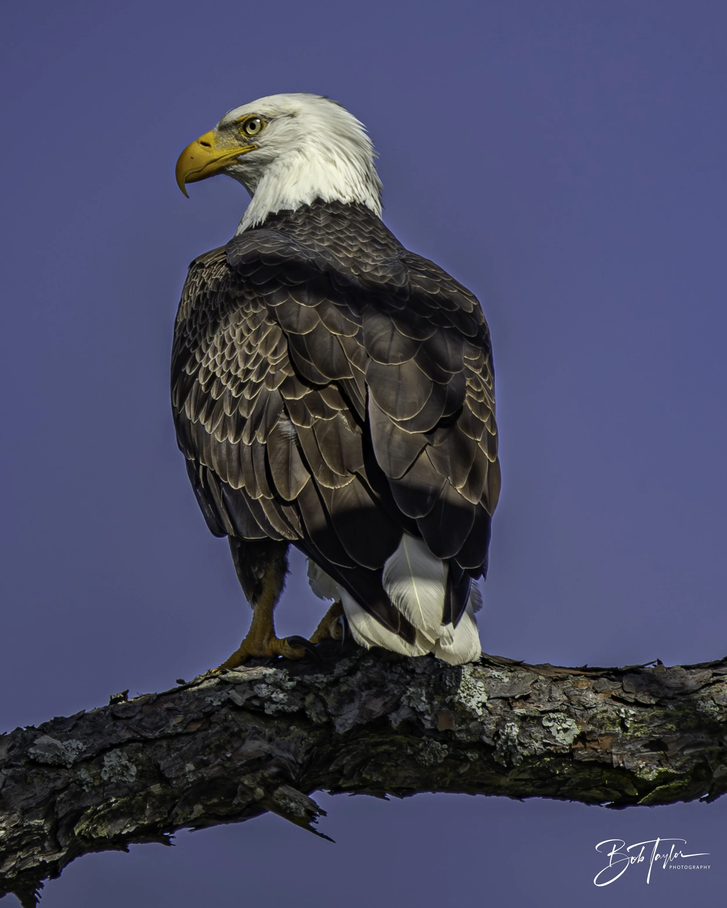Mr. Majestic Bald Eagle of St Andrews State Park