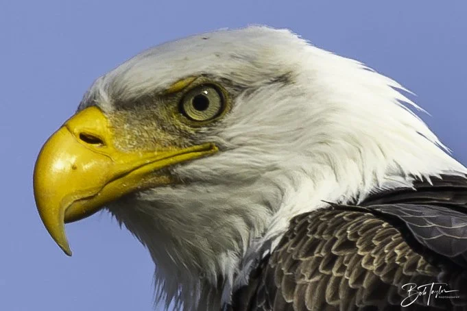 Mr. Majestic Bald Eagle of St Andrews State Park