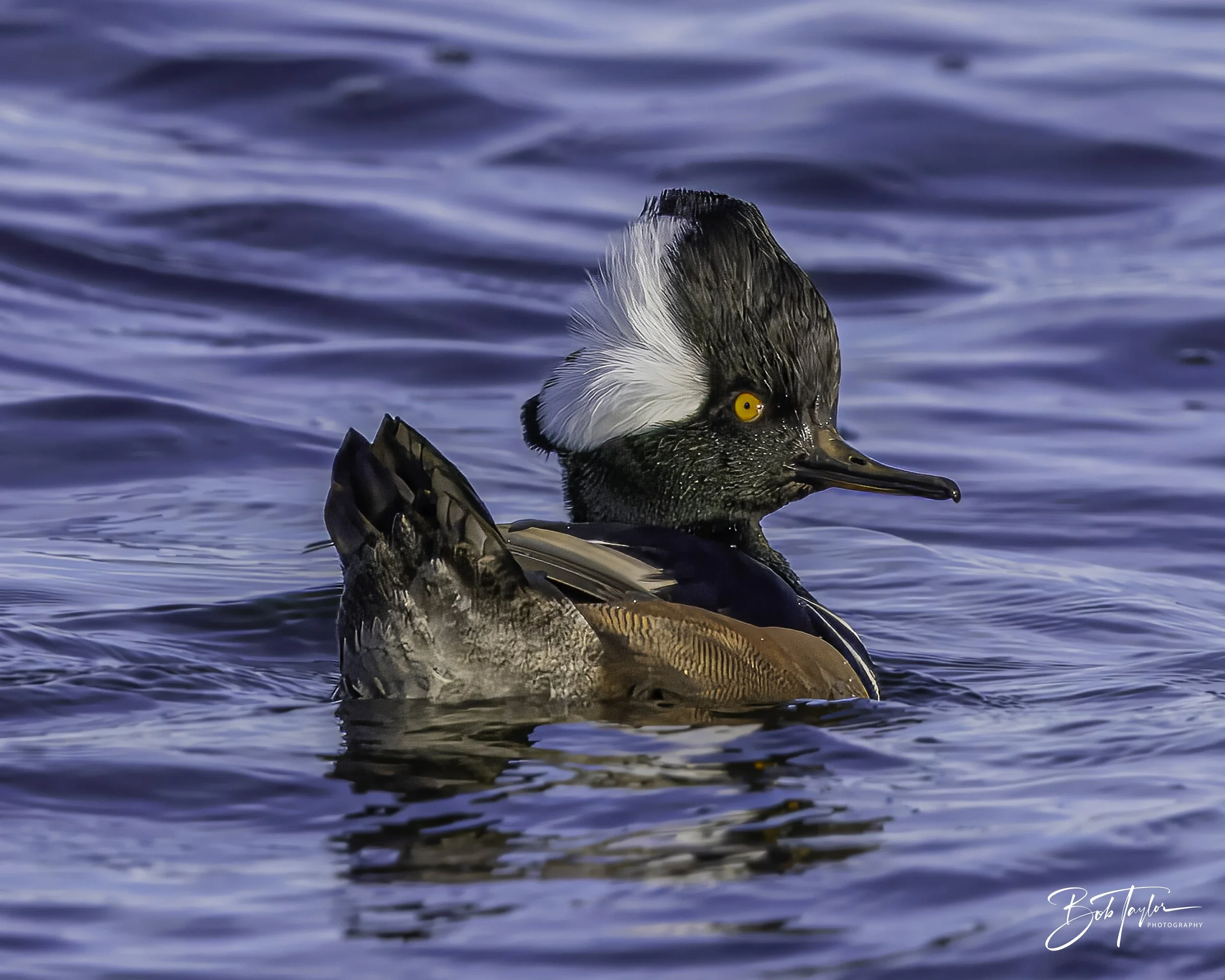Hooded Merganser (male) at St Andrews State Park 