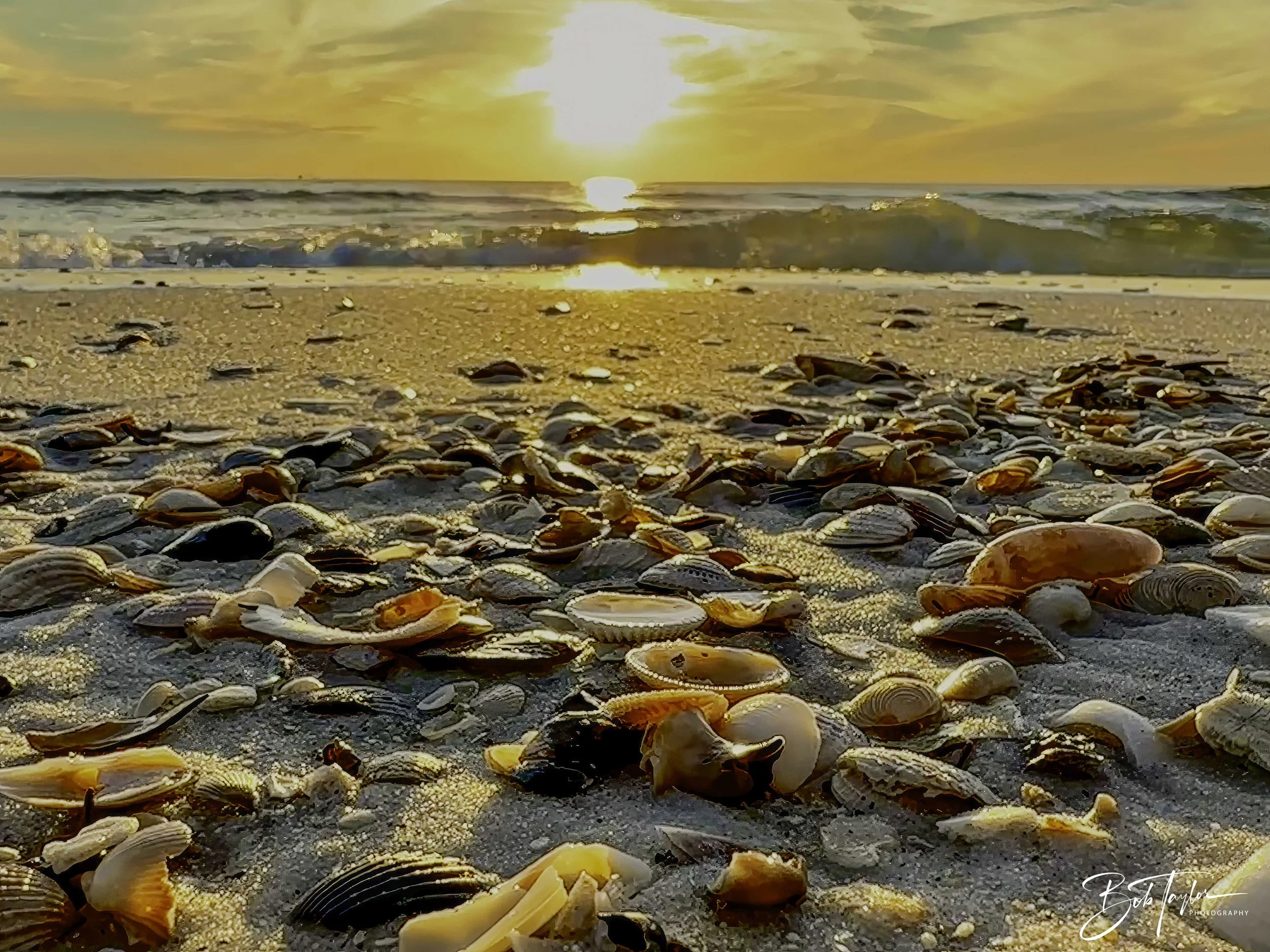 Seashells at Sunset at St Andrews State Park