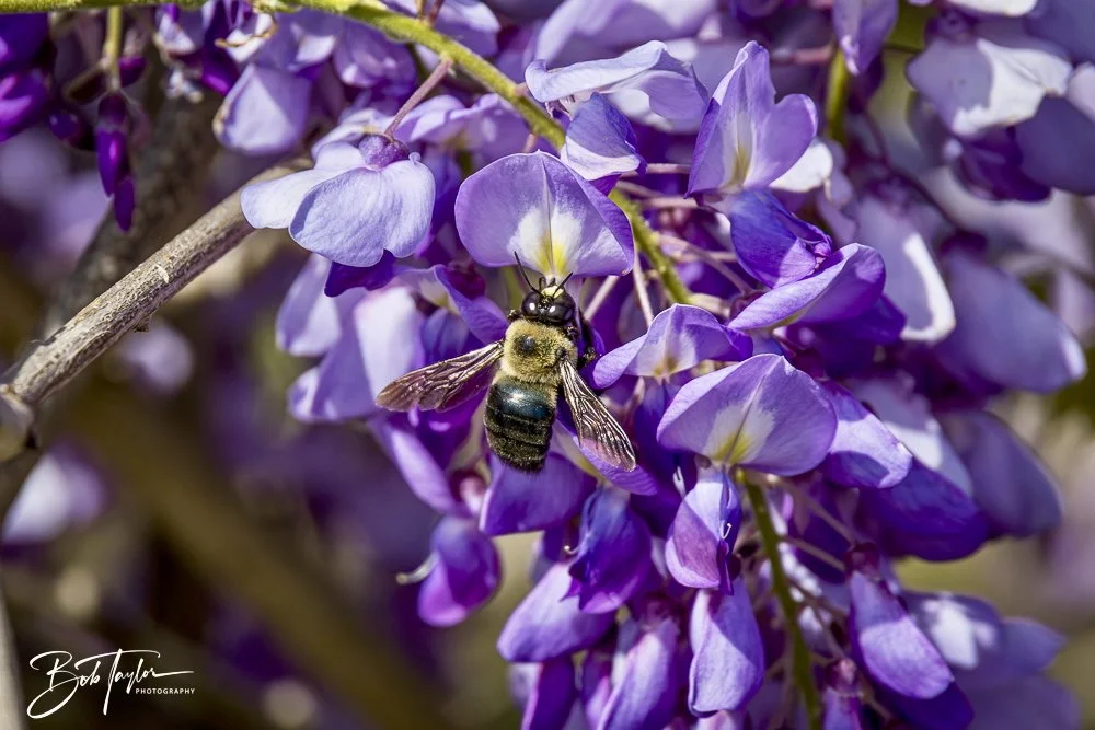 20250326-Walk Around -45.jpeg