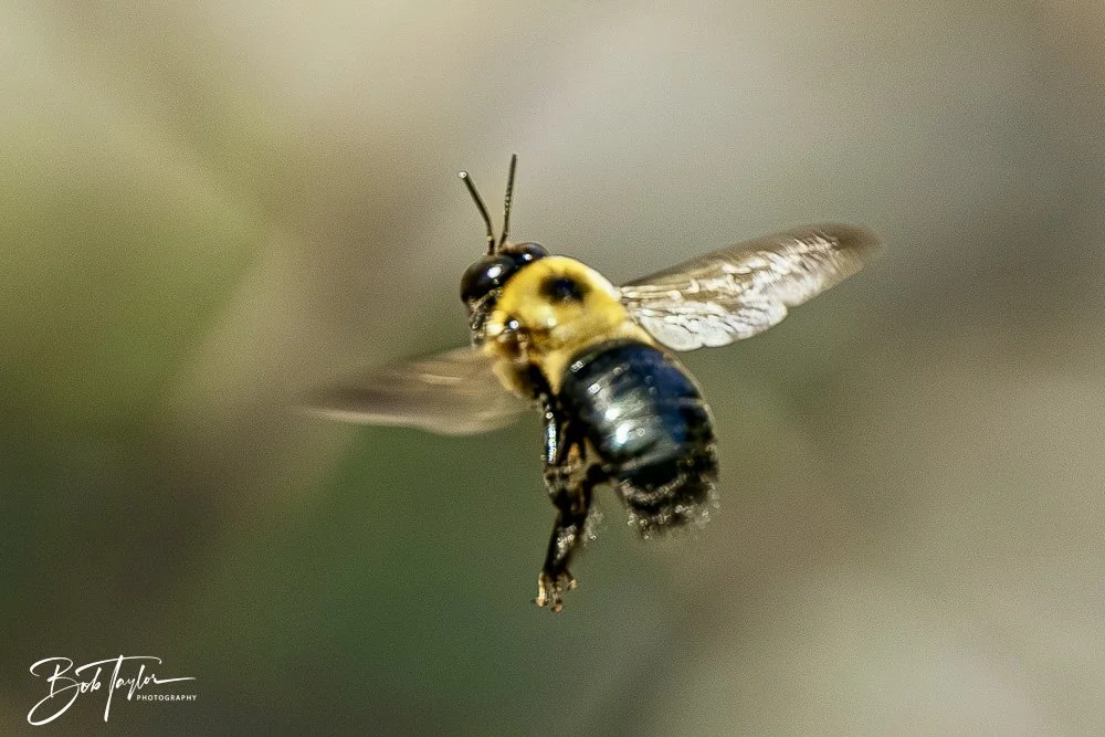 20250326-Walk Around -47.jpeg