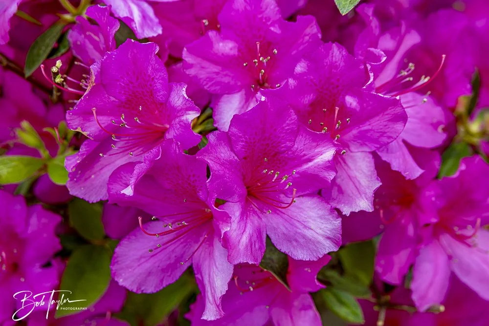 20250326-Walk Around -34.jpeg