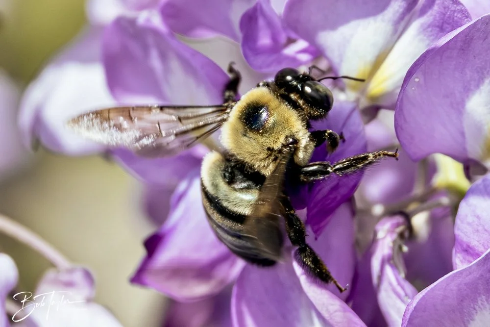 20250326-Walk Around -48.jpeg