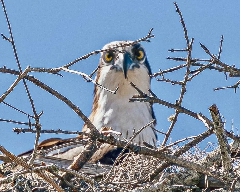 20250326-Walk Around -54.jpeg